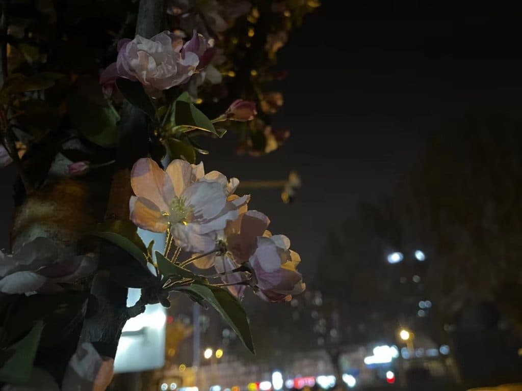 惜花今